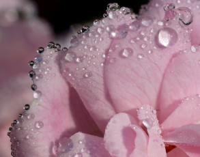 Картинка цветы камелии лепестки капли макро