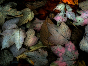 Картинка природа листья