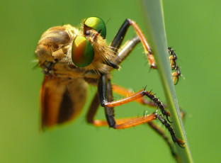 Картинка животные насекомые травинка насекомое утро зелёный фон макро