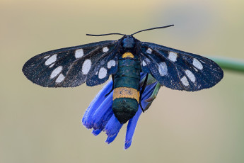 Картинка животные бабочки +мотыльки +моли бабочка зелёный фон макро травинка капли роса насекомое утро