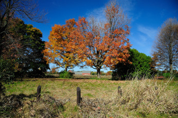 Картинка природа деревья поляна