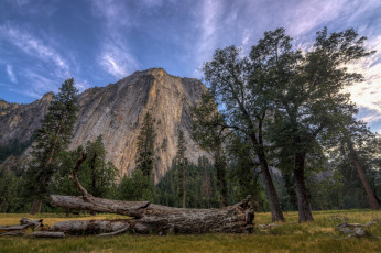 Картинка природа горы лес бревно