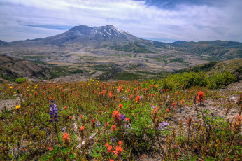 Картинка природа луга горы луг цветы