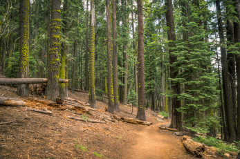 Картинка природа лес тропинка