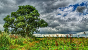 Картинка природа деревья поле трава дерево