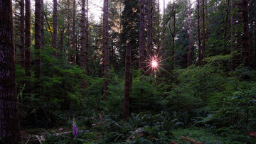 Картинка природа лес чаща солнце