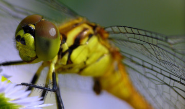 Картинка животные стрекозы стрекоза травинка макро зелёный фон