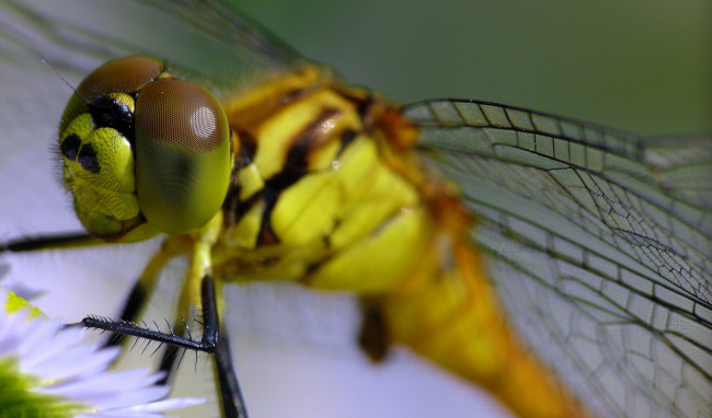 Обои картинки фото животные, стрекозы, стрекоза, травинка, макро, зелёный, фон