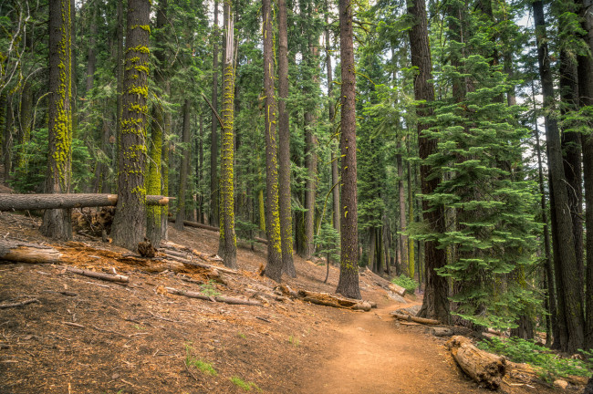 Обои картинки фото природа, лес, тропинка