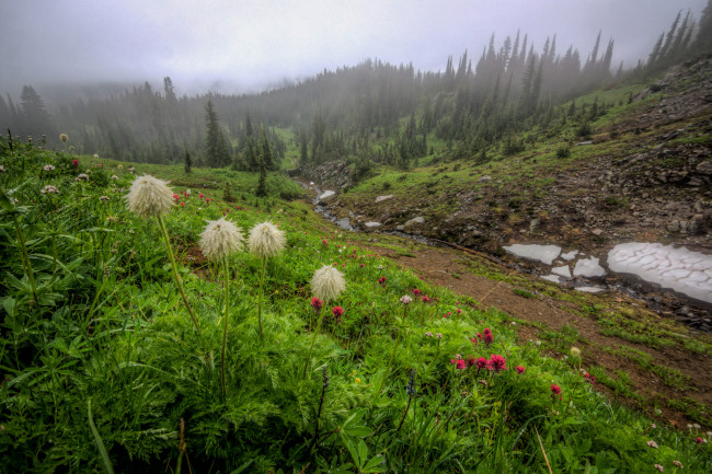 Обои картинки фото природа, луга, горы, лес, дорога, трава