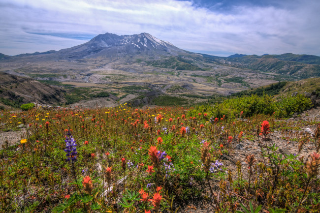 Обои картинки фото природа, луга, горы, луг, цветы