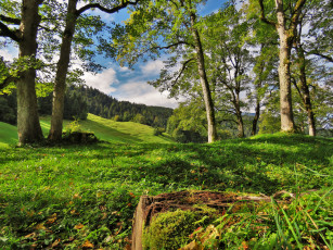 Картинка природа лес деревья поляна