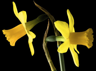 Картинка цветы нарциссы фон макро