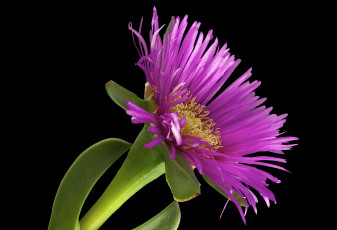 Картинка цветы астры фон макро цветок