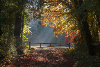 Картинка природа дороги лес дорога