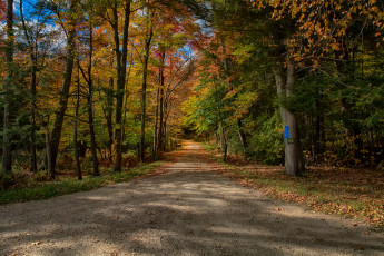 Картинка природа дороги дорога лес