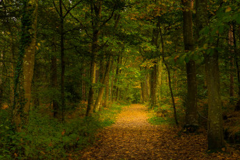 Картинка природа дороги лес тропинка