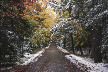 Картинка природа дороги шоссе лес