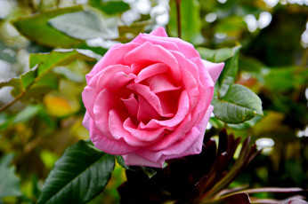 Картинка цветы розы бутон роза