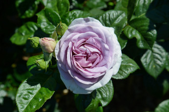 Картинка цветы розы бутон роза