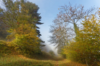 Картинка природа дороги лес тропинка