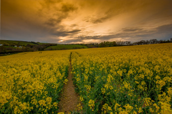 Картинка природа дороги тропинка поле