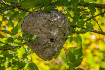 Картинка природа другое осинник