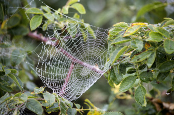 Картинка природа другое паутинка