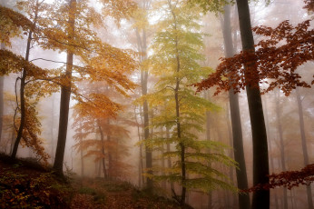 Картинка природа лес туман деревья