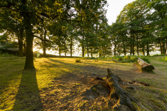 Картинка природа лес утро