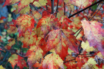 Картинка природа листья осень