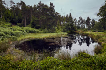 Картинка природа реки озера лес река