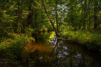 Картинка природа реки озера река лес