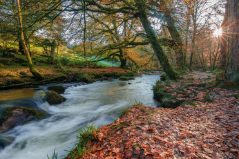 Картинка природа реки озера река лес