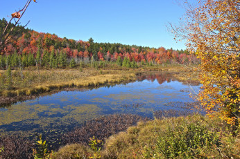 Картинка природа реки озера река лес