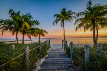 Картинка природа тропики побережье пальмы