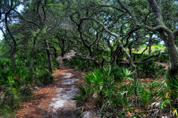 Картинка природа дороги лес тропинка