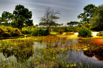 Картинка природа реки озера лес река