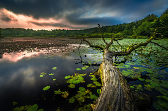 Картинка природа реки озера река лес
