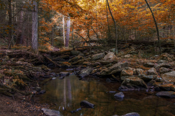 Картинка природа реки озера река лес