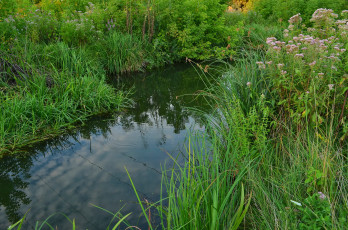 Картинка природа реки озера река лес