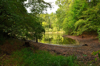 Картинка природа реки озера река лес