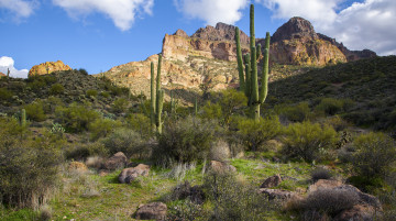 Картинка природа горы склон кактусы