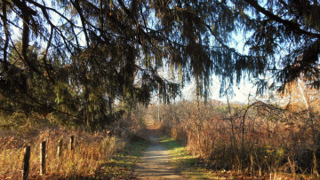 Картинка природа дороги лес тропинка