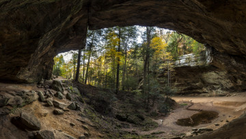 Картинка природа лес деревья грот