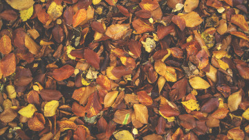 Картинка природа листья осень