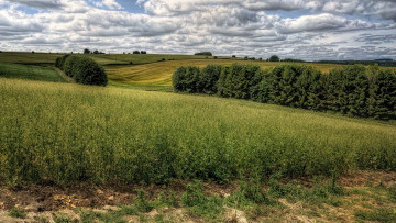 Картинка природа поля трава поле