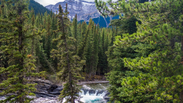 Картинка природа реки озера лес река