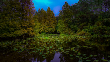 Картинка природа реки озера река лес