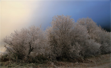 Картинка природа зима иней деревья